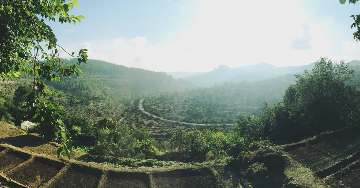 Sunlit terraced hills and trees in the biblical landscape